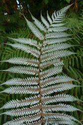 Cyathea dealbata.  Underside of fertile frond showing the characteristic white colour.
 Image: L.R. Perrie © Te Papa 2014 CC BY-NC 3.0 NZ